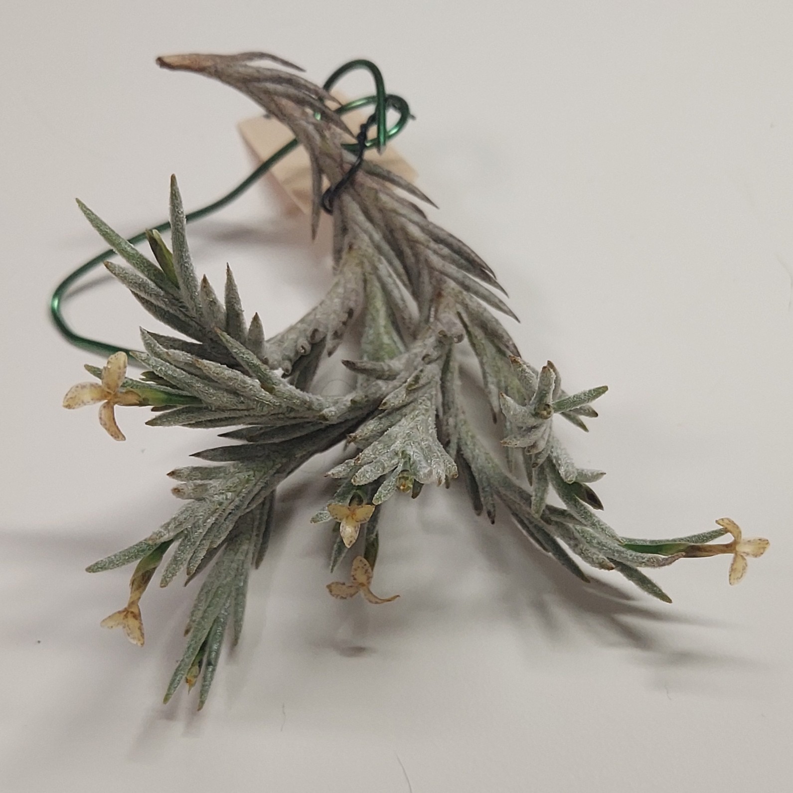 Tillandsia capillaris HRxxxxの成長記録と開花記録（2024年10月